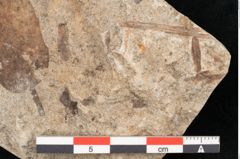 Foto (Detailansicht) von Quercus palaeoilex Ettingshausen (NHMW-GEO-2024-0188-6375)